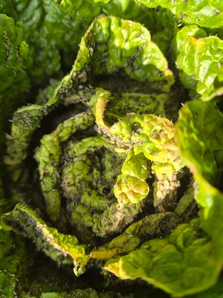 가야산아낙님의 배추 · 병해충상담 작성글 사진