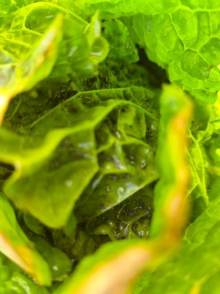 가야산아낙님의 배추 · 병해충상담 작성글 사진