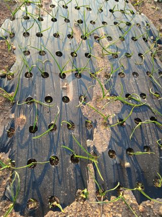 이남희님의 마늘 · 병해충상담 작성글 사진