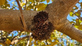 종합선물세트님의 사과 · 병해충상담 작성글 사진