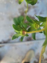 권기열님의 딸기·병해충상담 작성글 사진