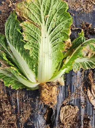 정재석님의 배추 · 병해충상담 작성글 사진