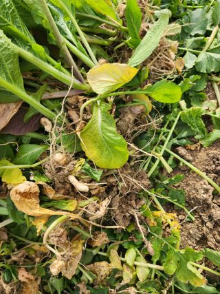 정재석님의 배추 · 병해충상담 작성글 사진