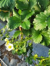 팜모닝 딸기·병해충상담 게시글 이미지