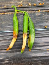 팜모닝 고추·병해충상담 게시글 이미지