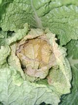 팜모닝 배추·병해충상담 게시글 이미지