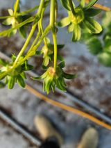 권기열님의 딸기·병해충상담 작성글 사진