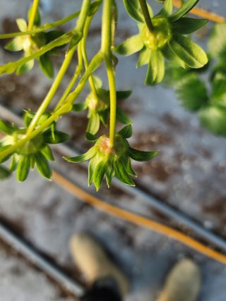 권기열님의 딸기 · 병해충상담 작성글 사진