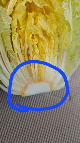 자일리님의 배추 · 병해충상담 작성글 사진