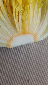 자일리님의 배추·병해충상담 작성글 사진