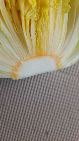 자일리님의 배추 · 병해충상담 작성글 사진