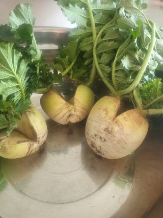 박정애님의 기타작물 · 병해충상담 작성글 사진