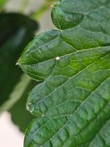 팜모닝 딸기·병해충상담 게시글 이미지