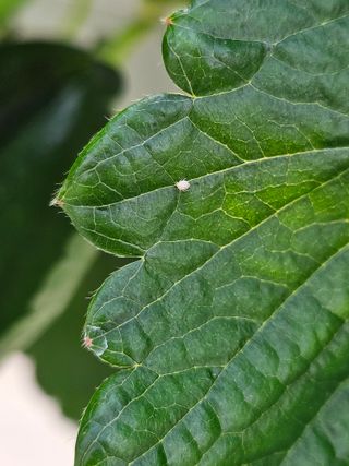 이름 없음님의 딸기·병해충상담 작성글 사진