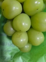 팜모닝 포도·병해충상담 게시글 이미지