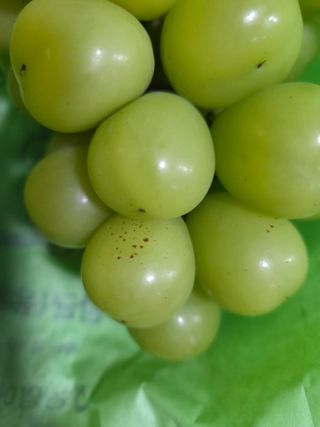 이우진님의 포도·병해충상담 작성글 사진