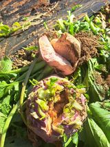 귀산촌님의 기타작물·병해충상담 작성글 사진