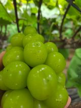 이우진님의 포도·병해충상담 작성글 사진