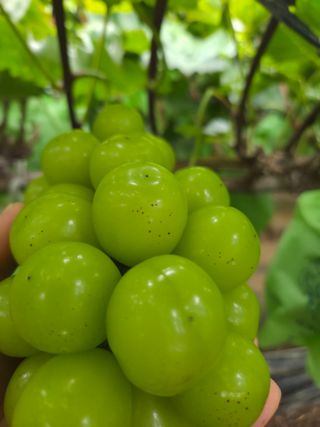 이우진님의 포도 · 병해충상담 작성글 사진