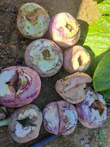 귀산촌님의 기타작물·병해충상담 작성글 사진