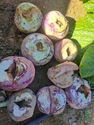 귀산촌님의 기타작물 · 병해충상담 작성글 사진