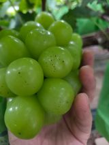 이우진님의 포도·병해충상담 작성글 사진