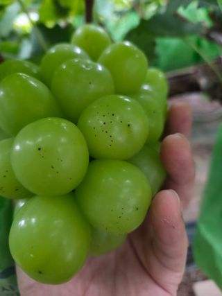 이우진님의 포도 · 병해충상담 작성글 사진