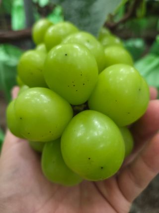 이우진님의 포도 · 병해충상담 작성글 사진