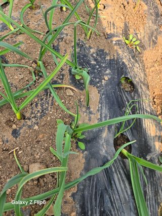 대파12454님의 마늘 · 병해충상담 작성글 사진