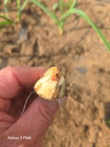 대파12454님의 마늘·병해충상담 작성글 사진