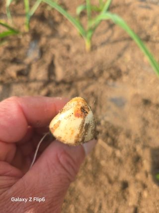 대파12454님의 마늘 · 병해충상담 작성글 사진