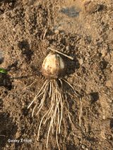 대파12454님의 마늘·병해충상담 작성글 사진