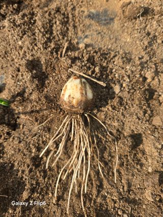 대파12454님의 마늘 · 병해충상담 작성글 사진