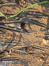 팜모닝 마늘·병해충상담 게시글 이미지