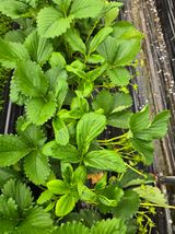 써니님의 딸기·병해충상담 작성글 사진