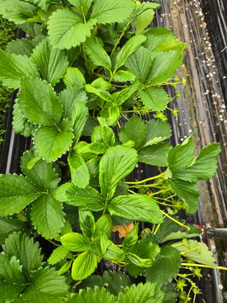 써니님의 딸기 · 병해충상담 작성글 사진