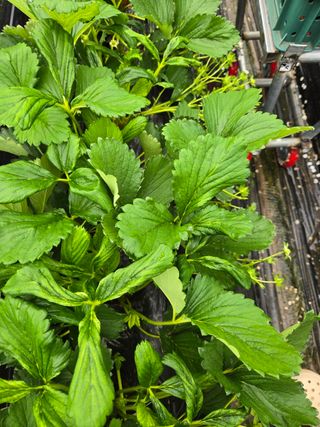 써니님의 딸기 · 병해충상담 작성글 사진