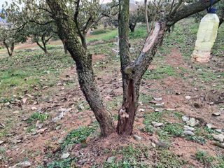 나수일님의 감 · 병해충상담 작성글 사진