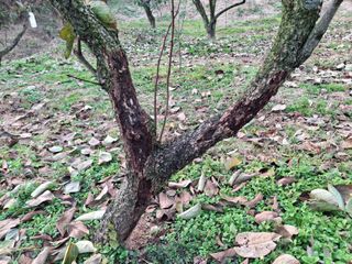 나수일님의 감 · 병해충상담 작성글 사진