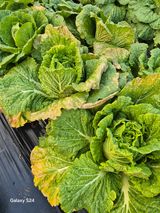 문철웅님의 배추·병해충상담 작성글 사진