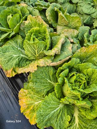 문철웅님의 배추 · 병해충상담 작성글 사진