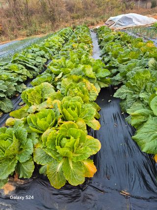 문철웅님의 배추·병해충상담 작성글 사진