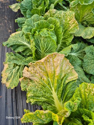 문철웅님의 배추 · 병해충상담 작성글 사진