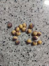 우종철님의 콩·병해충상담 작성글 사진