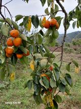 팜모닝 감·병해충상담 게시글 이미지