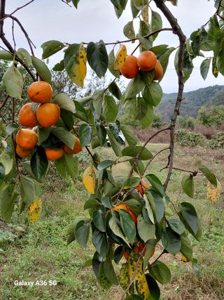 이홍석님의 감·병해충상담 작성글 사진