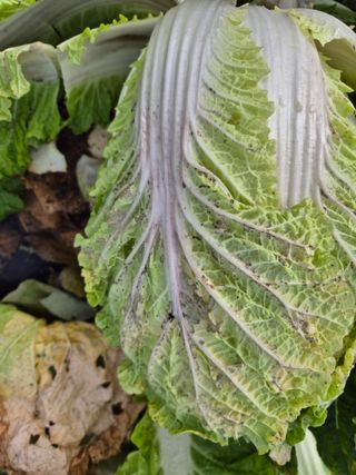 낙엽교목류15337님의 배추·병해충상담 작성글 사진