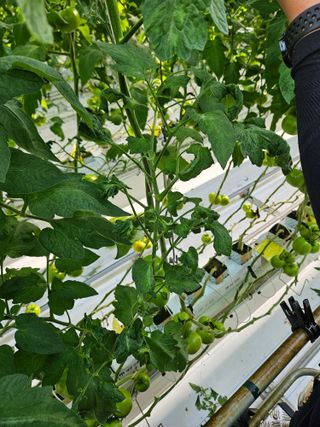 이름 없음님의 토마토·병해충상담 작성글 사진