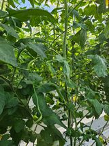 이름 없음님의 토마토·병해충상담 작성글 사진