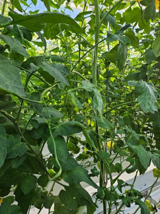 이름 없음님의 토마토 · 병해충상담 작성글 사진